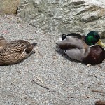 Mollig und Single: Macht das hässliche Entlein den Enterich schöner? (Foto: Astrid Listner) Macht das hässliche Entlein den Enterich schöner? (Foto: Astrid Listner)