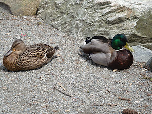 Macht das hässliche Entlein den Enterich schöner? (Foto: Astrid Listner)